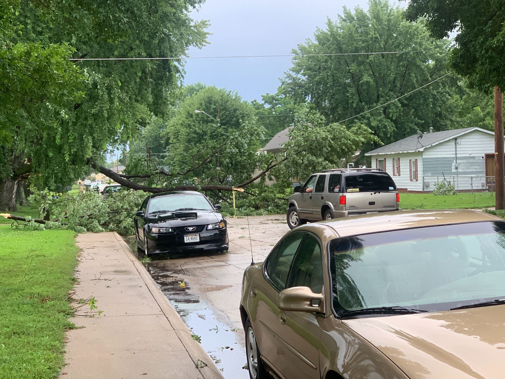 Tree down